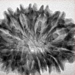 16 Mukhi Rudraksha 31.2mm 4.79gm - Inverse xray