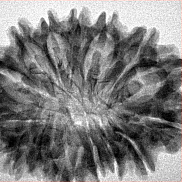 16 Mukhi Rudraksha 31.2mm 4.79gm - Inverse xray