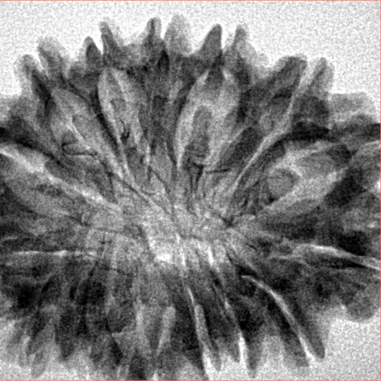 16 Mukhi Rudraksha 31.2mm 4.79gm - Inverse xray