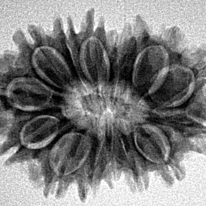 15 Mukhi Rudraksha 27.1mm 3.84gm - Inverse xray