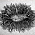 15 Mukhi Rudraksha 28.1mm 4.56gm - Inverse xray