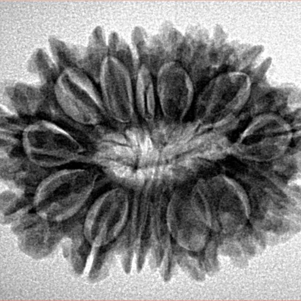 15 Mukhi Rudraksha 28.1mm 4.56gm - Inverse xray