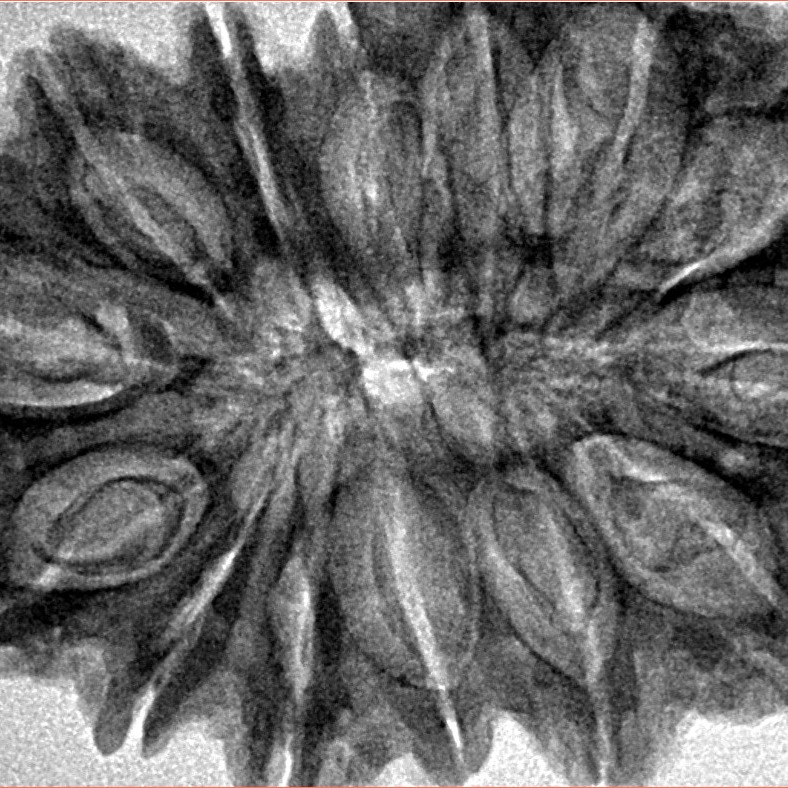 14 Mukhi Rudraksha 36.8mm 7.2gm - Inverse xray