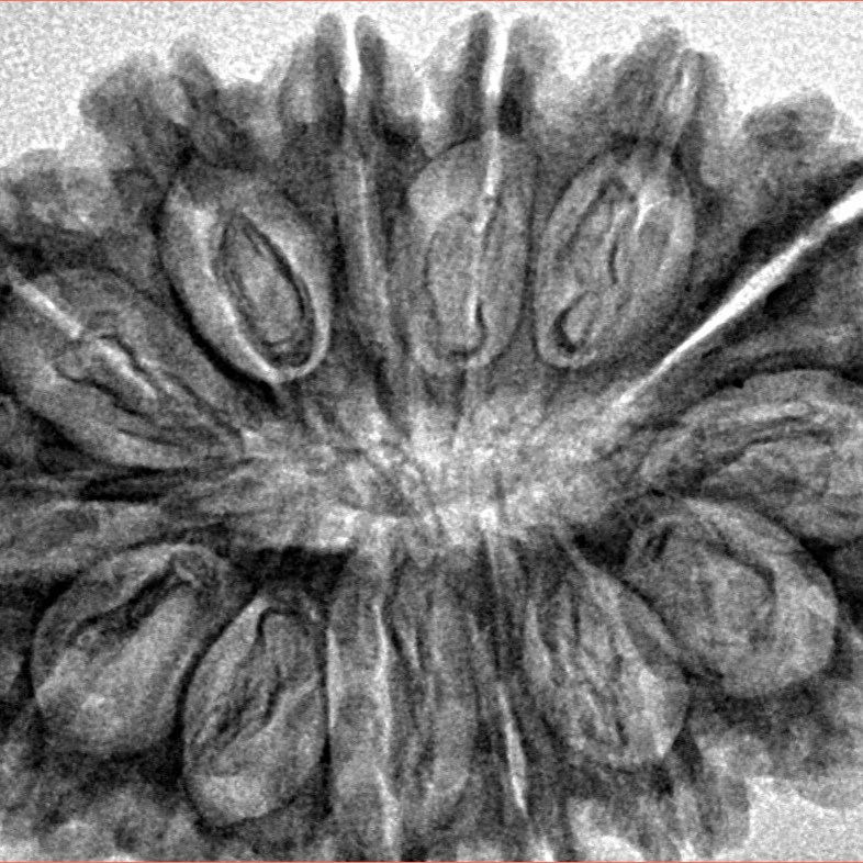 14 Mukhi Rudraksha 34.1mm 6gm - Inverse xray