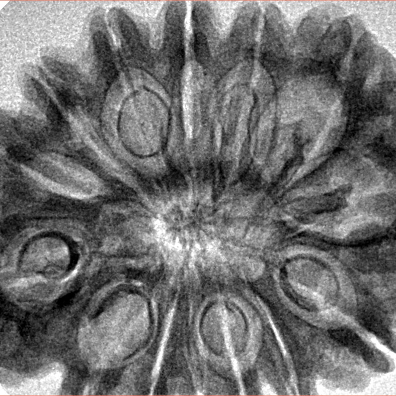 14 Mukhi Rudraksha 34mm 6.49gm - Inverse xray