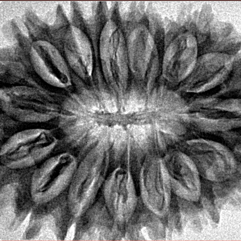 16 Mukhi Rudraksha 34.8mm 6.13gm - Inverse xray