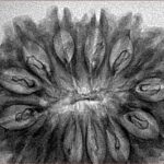 14 Mukhi Rudraksha 34.4mm 4.31gm - Inverse xray