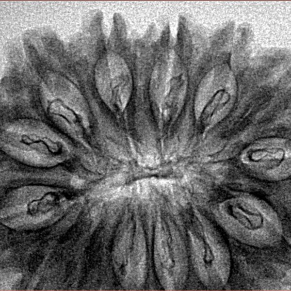 14 Mukhi Rudraksha 34.4mm 4.31gm - Inverse xray