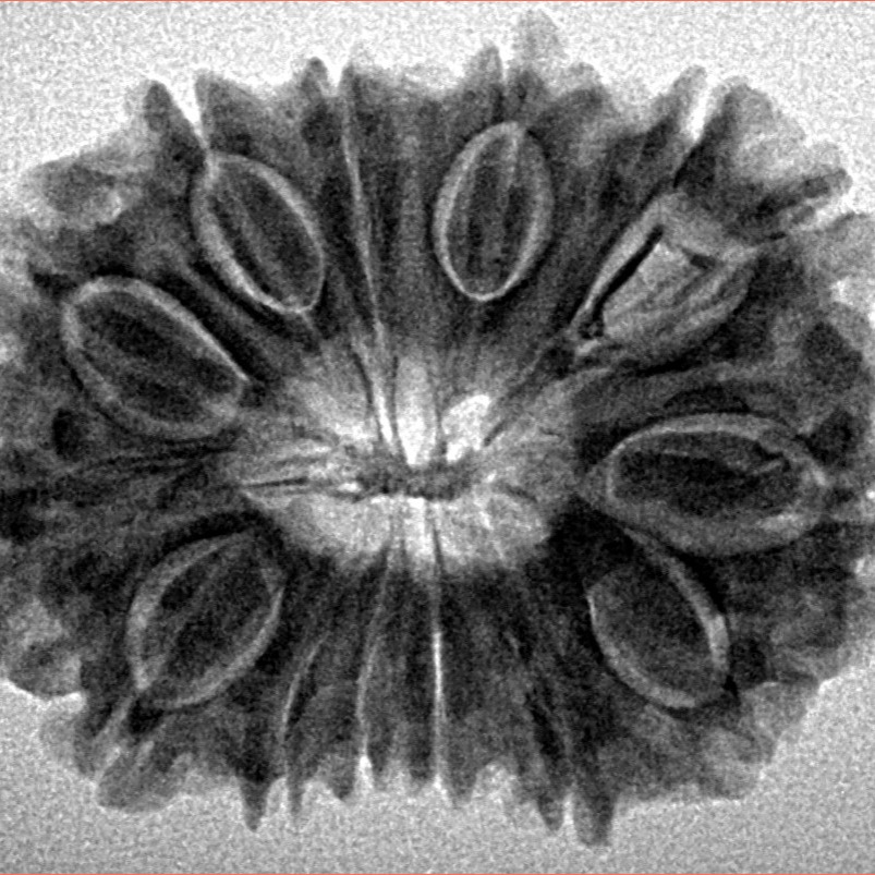 14 Mukhi Rudraksha 30mm 5.36gm - Inverse xray