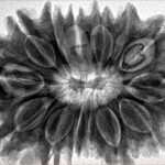 14 Mukhi Rudraksha 36.1mm 8.16gm - Inverse xray