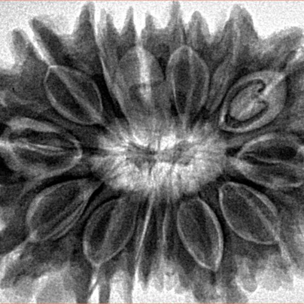 14 Mukhi Rudraksha 36.1mm 8.16gm - Inverse xray