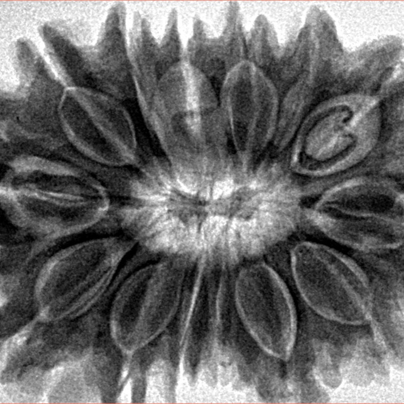 14 Mukhi Rudraksha 36.1mm 8.16gm - Inverse xray