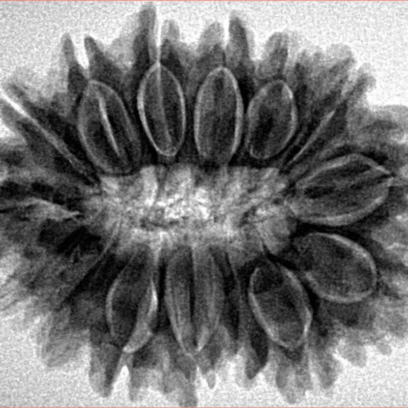 15 Mukhi Rudraksha 30.3mm 5.75gm - Inverse xray