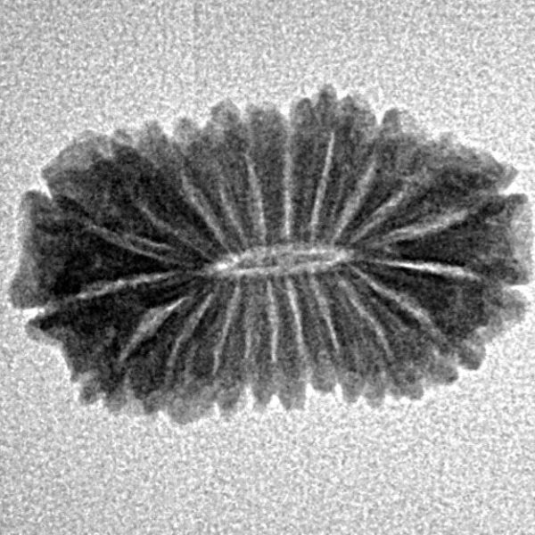 21 Mukhi Rudraksha 19.6mm 1.25gm - Inverse xray