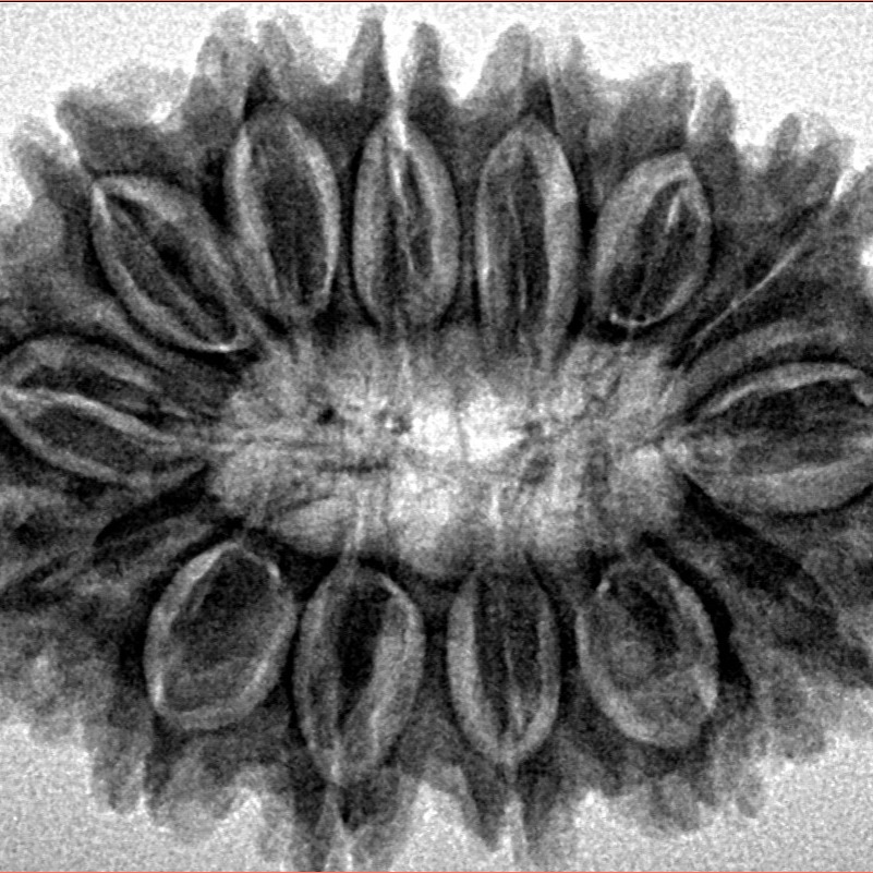 14 Mukhi Rudraksha 32.7mm 5.83gm - Inverse xray