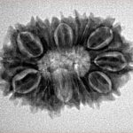 16 Mukhi Rudraksha 27.1mm 3.72gm - Inverse xray