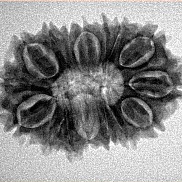 16 Mukhi Rudraksha 27.1mm 3.72gm - Inverse xray