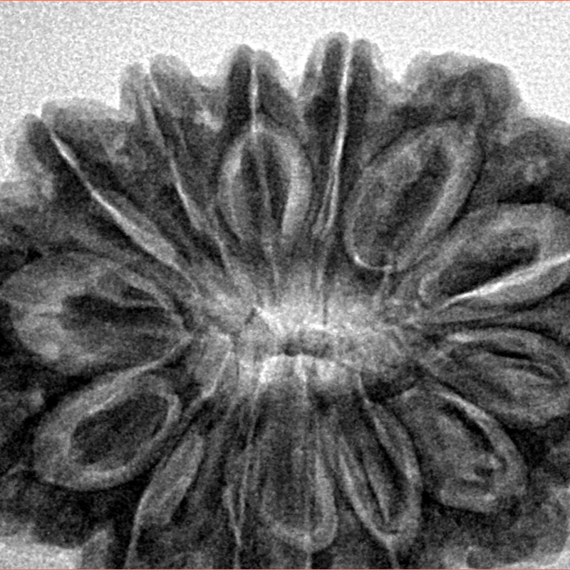 14 Mukhi Rudraksha 31.9mm 7.22gm - Inverse xray