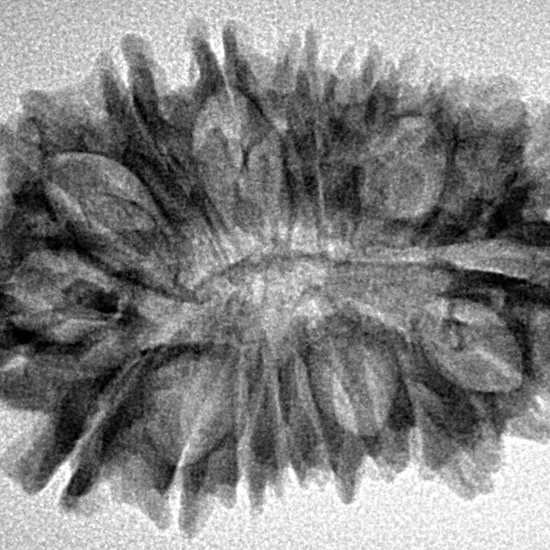 18 Mukhi Rudraksha 32mm 4.31gm - Inverse xray