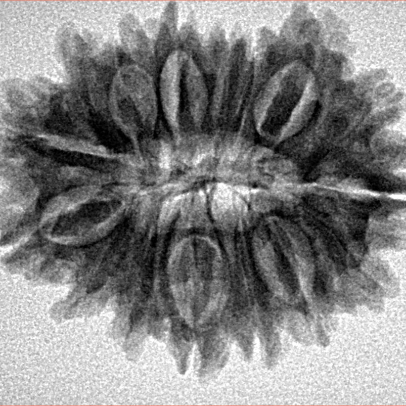 16 Mukhi Rudraksha 27.9mm 4.15gm - Inverse xray