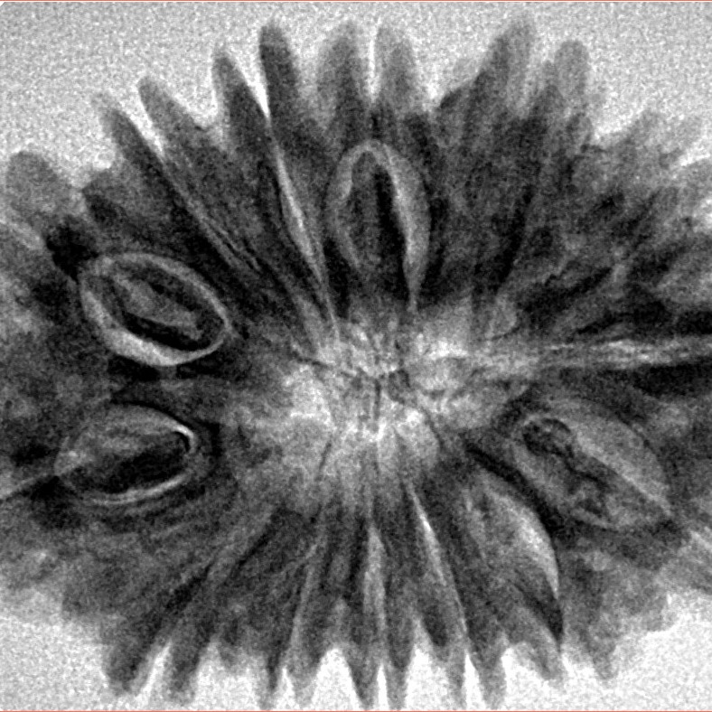 14 Mukhi Rudraksha 31.8mm 5.91gm - Inverse xray