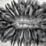 16 Mukhi Rudraksha 37.6mm 7.52gm - Inverse xray