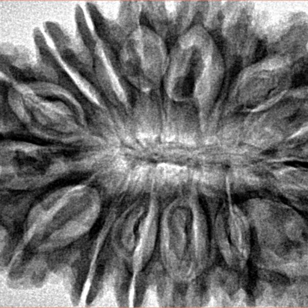 16 Mukhi Rudraksha 37.6mm 7.52gm - Inverse xray