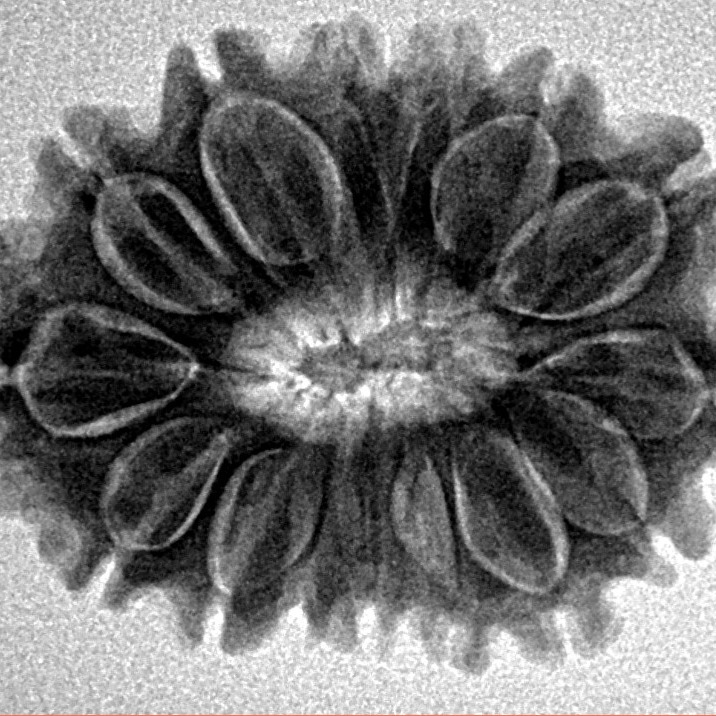 15 Mukhi Rudraksha 27.4mm 4.22gm - Inverse xray