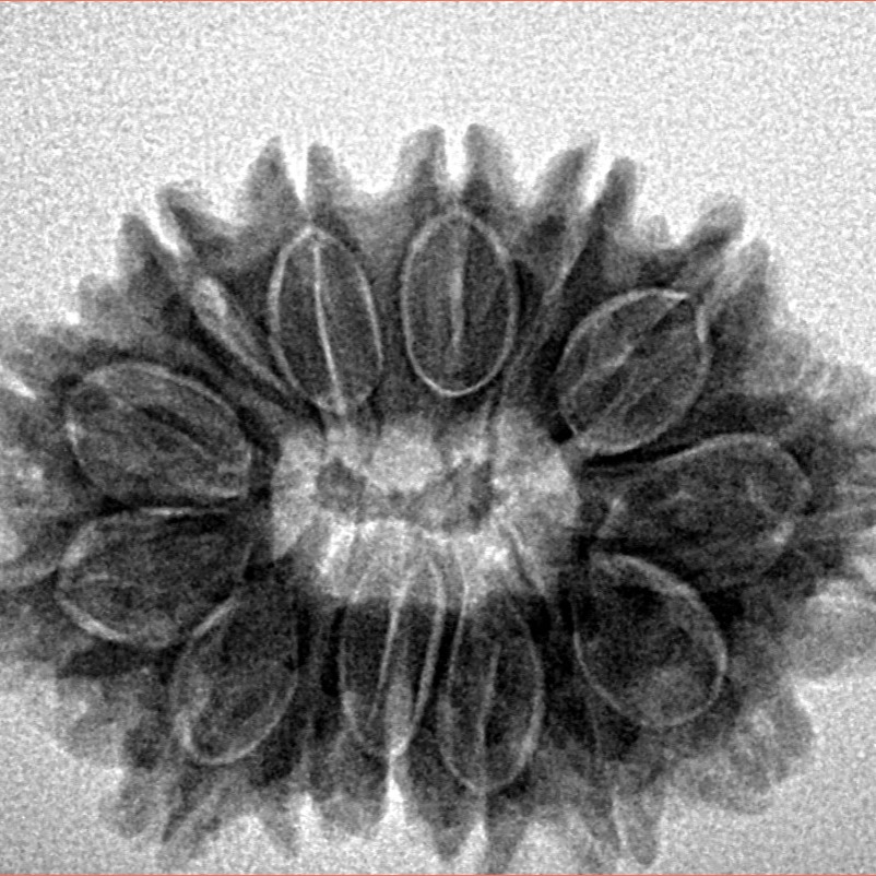 14 Mukhi Rudraksha 27.4mm 4.47gm - Inverse xray