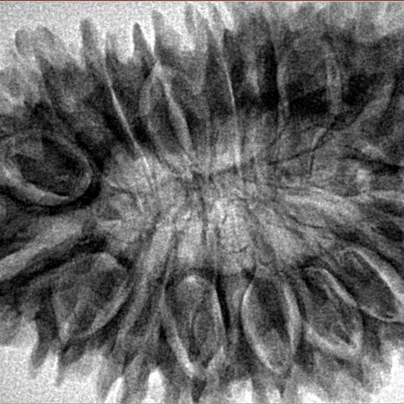 17 Mukhi Rudraksha 38.5mm 8.15gm - Inverse xray