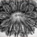 14 Mukhi Rudraksha 33.6mm 7.12gm - Inverse xray