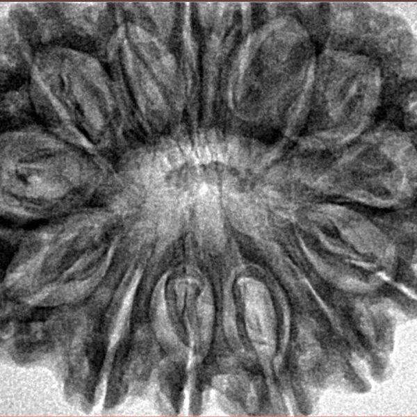 14 Mukhi Rudraksha 33.6mm 7.12gm - Inverse xray