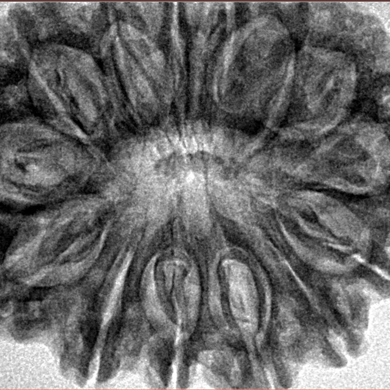 14 Mukhi Rudraksha 33.6mm 7.12gm - Inverse xray