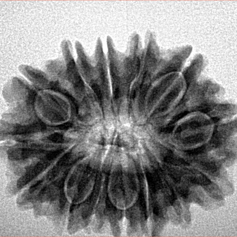 14 Mukhi Rudraksha 26.8mm 4.51gm - Inverse xray