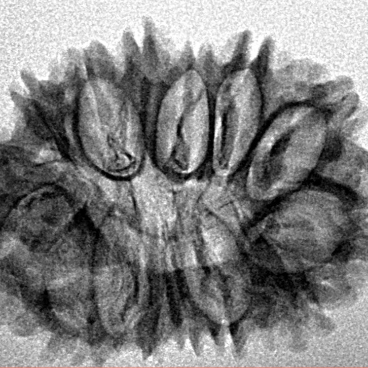 15 Mukhi Rudraksha 27.5mm 3.27gm - Inverse xray