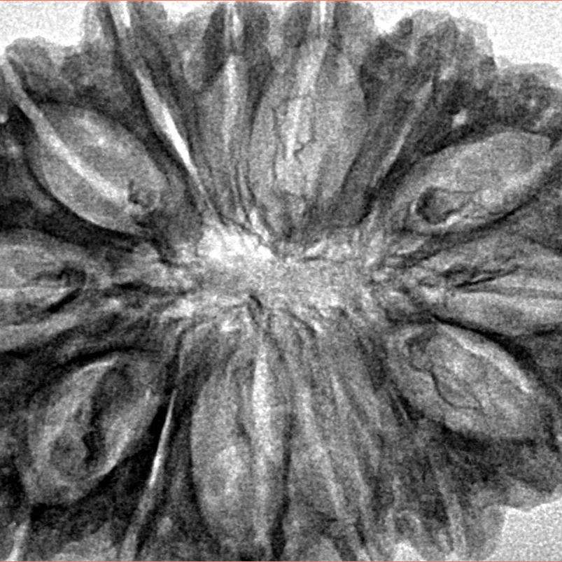 14 Mukhi Rudraksha 34.9mm 6.19gm - Inverse xray