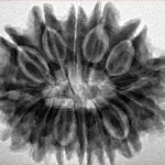 14 Mukhi Rudraksha 28.8mm 5.38gm - Inverse xray