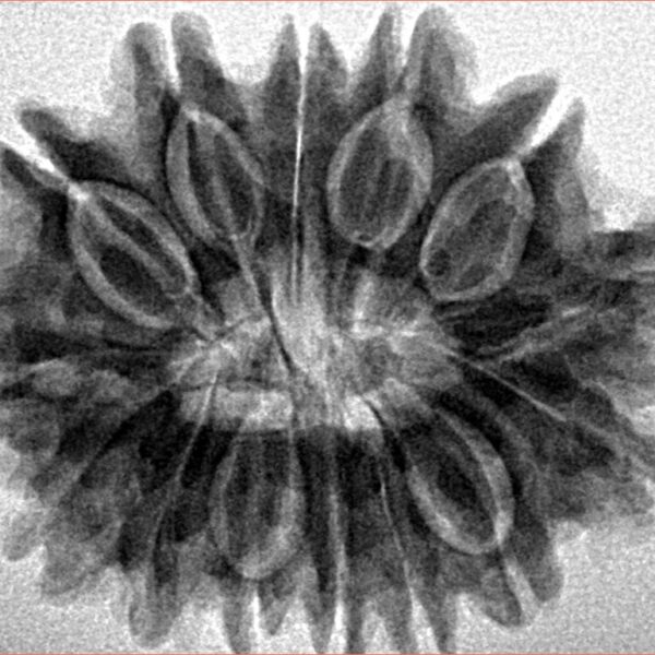 14 Mukhi Rudraksha 28.8mm 5.38gm - Inverse xray