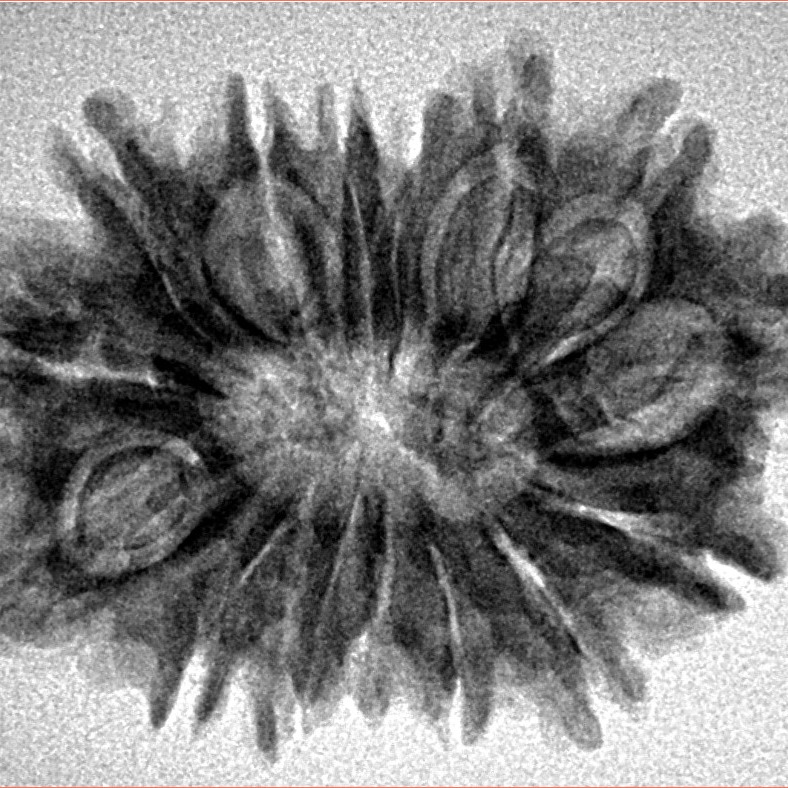 15 Mukhi Rudraksha 29.5mm 4.17gm - Inverse xray