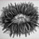 16 Mukhi Rudraksha 27.8mm 5gm - Inverse xray