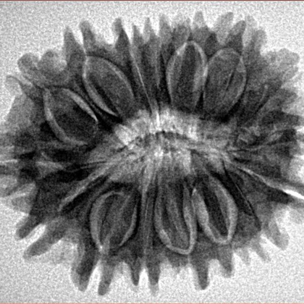 16 Mukhi Rudraksha 27.8mm 5gm - Inverse xray