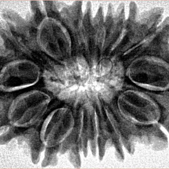 14 Mukhi Rudraksha 29.1mm 4.59gm - Inverse xray