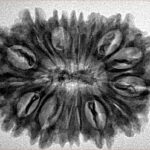 15 Mukhi Rudraksha 31mm 5.19gm - Inverse xray