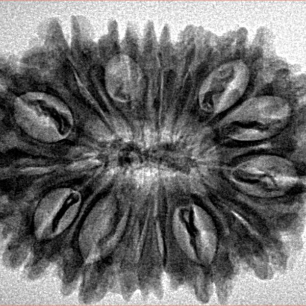 15 Mukhi Rudraksha 31mm 5.19gm - Inverse xray