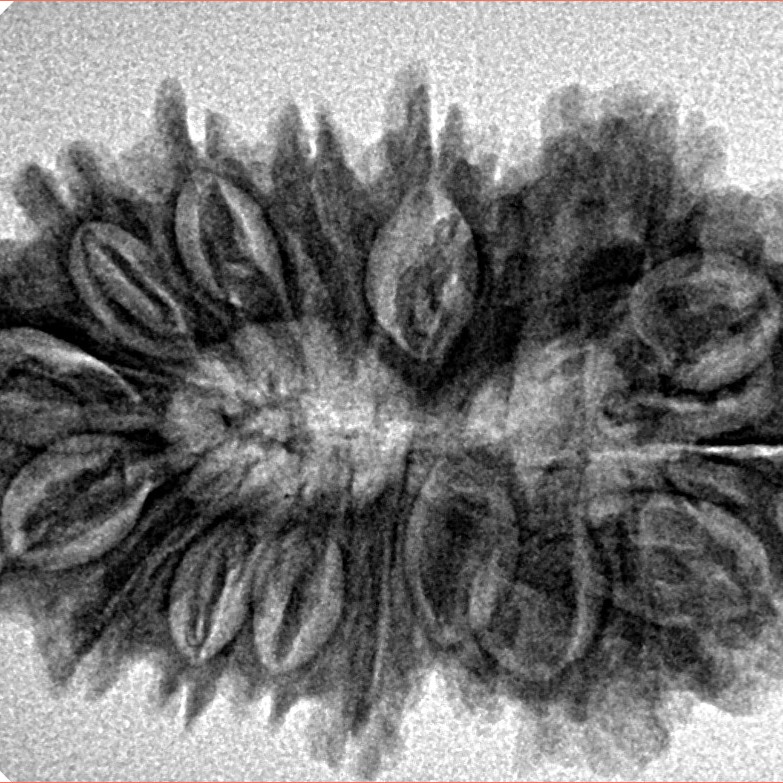 17 Mukhi Rudraksha 32.9mm 5.14gm - Inverse xray