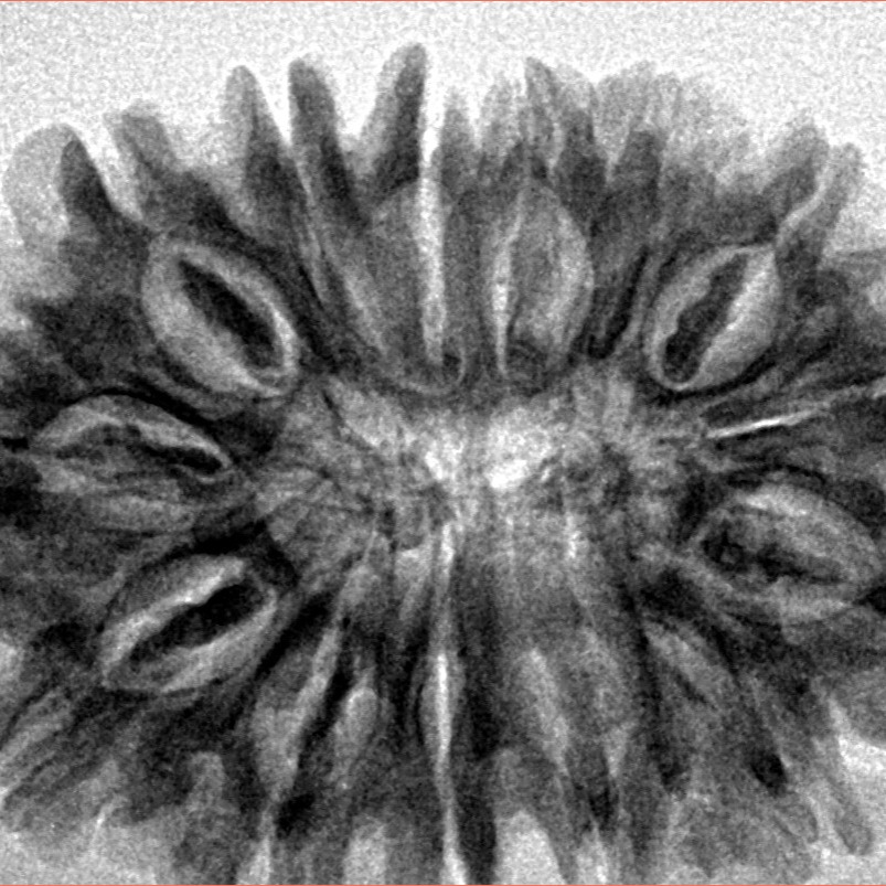 14 Mukhi Rudraksha 33mm 6.44gm - Inverse xray