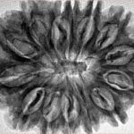 14 Mukhi Rudraksha 32.6mm 6.48gm - Inverse xray