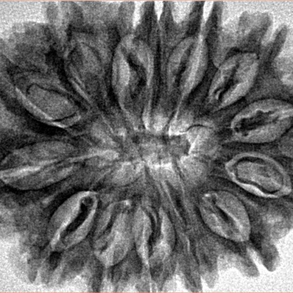 14 Mukhi Rudraksha 32.6mm 6.48gm - Inverse xray