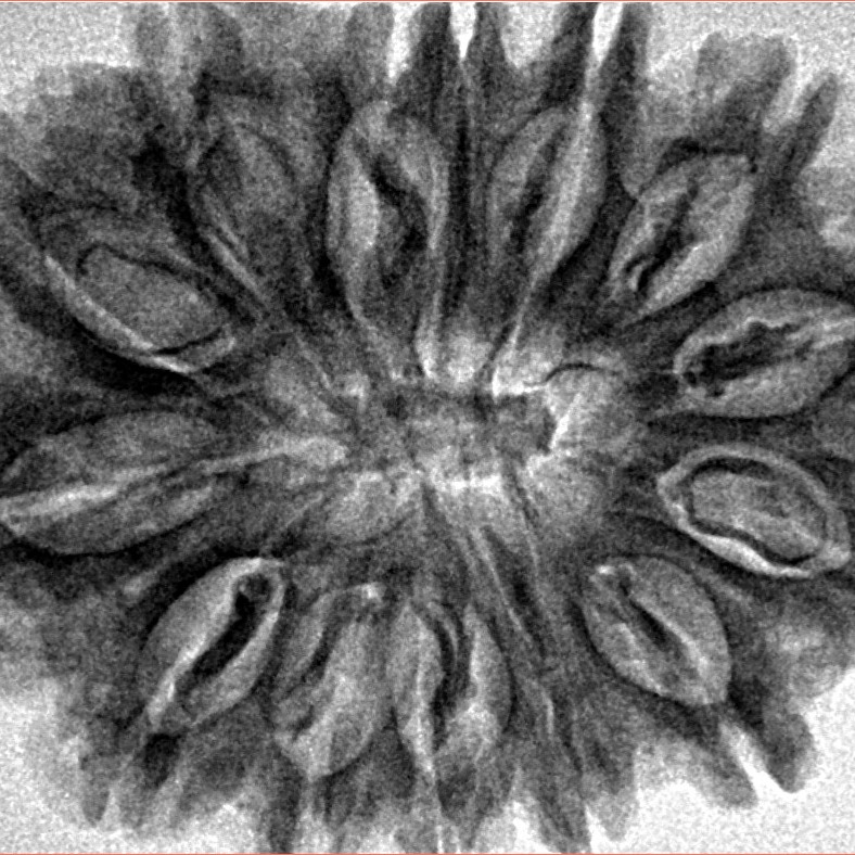 14 Mukhi Rudraksha 32.6mm 6.48gm - Inverse xray