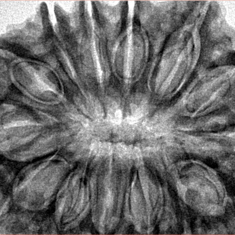 14 Mukhi Rudraksha 35.6mm 8gm - Inverse xray